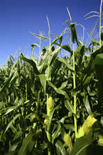 cornstalk